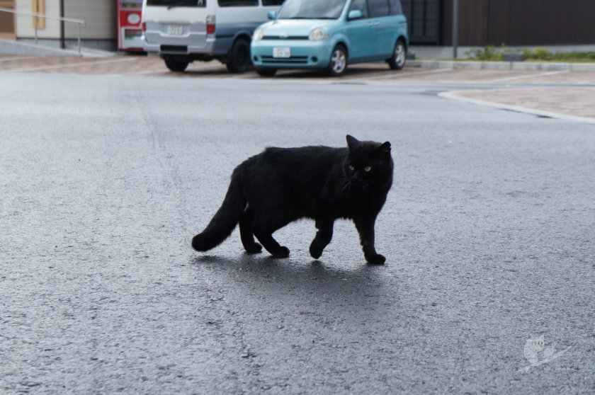 福井・城山サーフポイントの猫