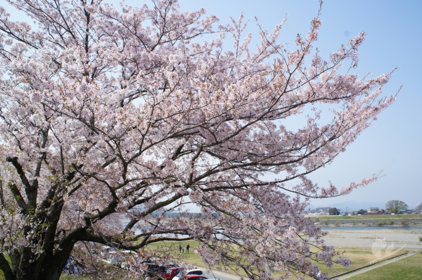 伊勢志摩・宮川堤の桜