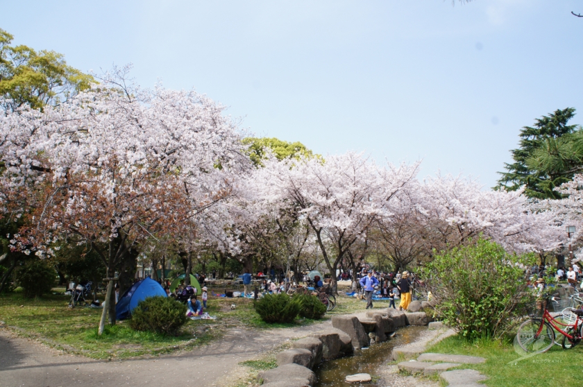 大阪・住吉公園でプチお花見