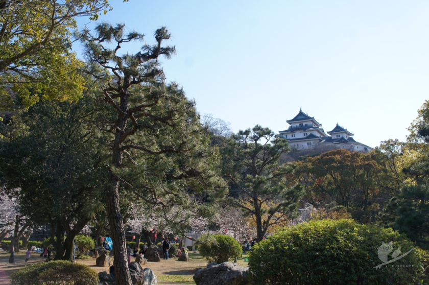 和歌山城と桜